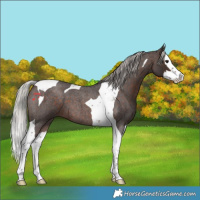 Horse Color:Silver Brown Roan Splash Tobiano