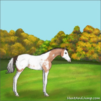 Horse Color:Bay Roan Splash Near Fewspot Rabicano 