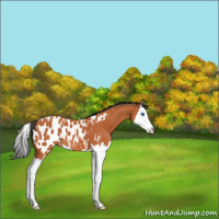 Horse Color:Bay Splash Appaloosa 