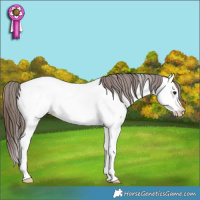 Horse Color:Bay Roan Splash Appaloosa 