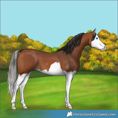 Horse Color:Bay Splash 
