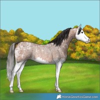 Horse Color:Bay Ice Roan Splash Rabicano 
