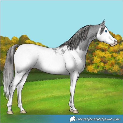 Horse Color:Black Splash Appaloosa 