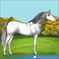Horse Color:Black Splash Appaloosa