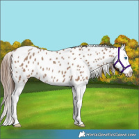Horse Color:Classic Champagne Splash Near Leopard 
