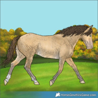 Horse Color:Amber Cream Champagne Dun Rabicano 