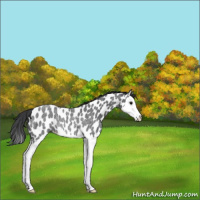 Horse Color:Blue Roan Splash Appaloosa Rabicano 