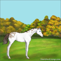 Horse Color:Classic Champagne Splash Leopard Rabicano 