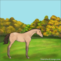 Horse Color:Amber Champagne 