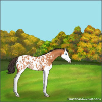 Horse Color:Bay Roan Splash Appaloosa Rabicano 