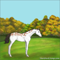 Horse Color:Bay Roan Splash Appaloosa