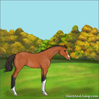 Horse Color:Bay Roan 