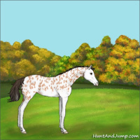 Horse Color:Bay Roan Splash Appaloosa 