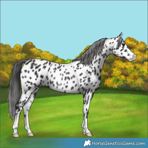 Horse Color:Black Appaloosa Rabicano 