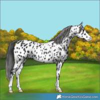 Horse Color:Black Leopard Rabicano 