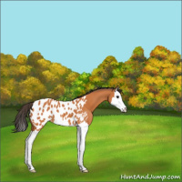 Horse Color:Bay Splash Near Leopard 