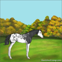 Horse Color:Black Splash Appaloosa Rabicano 