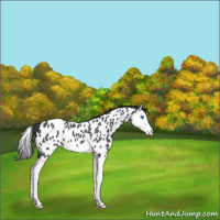 Horse Color:Blue Roan Splash Appaloosa Rabicano 