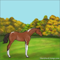 Horse Color:Bay Tobiano Rabicano 