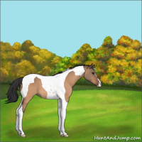 Horse Color:Bay Dun Tobiano 