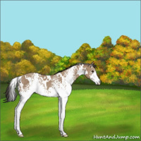 Horse Color:White Spotted Classic Champagne 