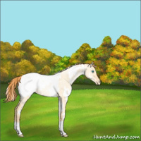 Horse Color:White Spotted Amber Champagne Pearl Dun Appaloosa Rabicano 