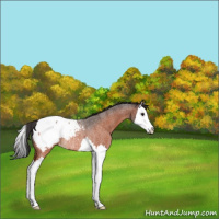 Horse Color:Bay Roan Splash Snowcap Rabicano 