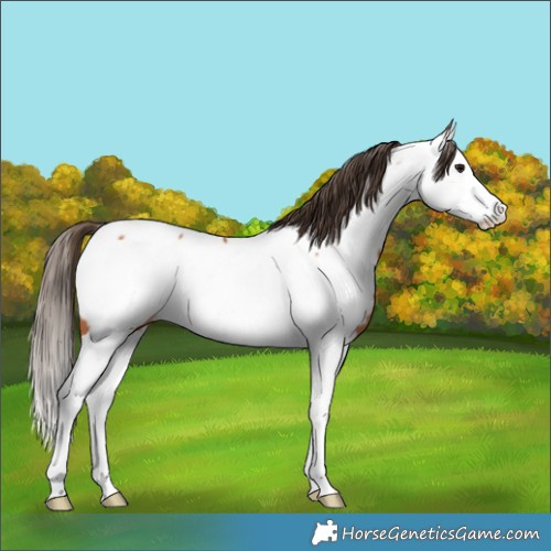 Horse Color:Bay Splash Appaloosa 