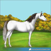 Horse Color:Bay Splash Near Fewspot 
