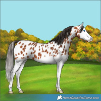 Horse Color:Bay Splash Near Leopard 