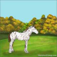 Horse Color:Chestnut Appaloosa 