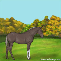Horse Color:Silver Black 