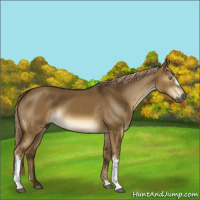 Horse Color:Gray Chocolate Palomino Dun 