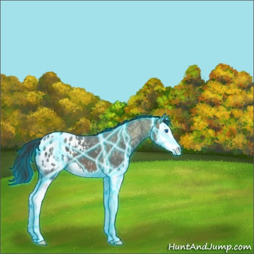 Horse Color:Thunderstruck Brown Ice Splash Appaloosa 