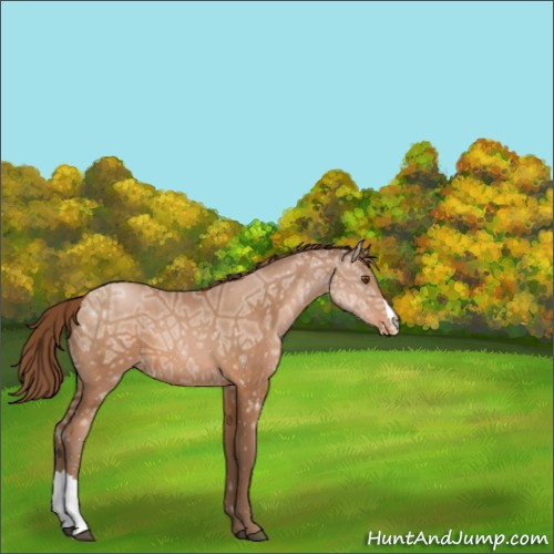 Horse Color:Brown Ice Pearl Appaloosa 