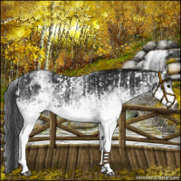 Horse Color:Gray White Spotted Black  and Gray White Spotted Black Rabicano 