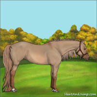 Horse Color:Red Dun 