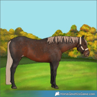 Horse Color:Liver Chestnut Appaloosa