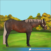 Horse Color:Liver Chestnut Appaloosa 