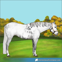Horse Color:Gray Silver Brown Tobiano Near Leopard 
