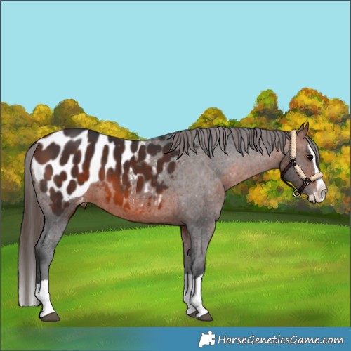 Horse Color:Bay Splash Appaloosa 
