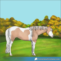 Horse Color:Silver Amber Champagne Sabino Splash Tobiano 