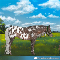 Horse Color:White Spotted Silver Black Near Leopard