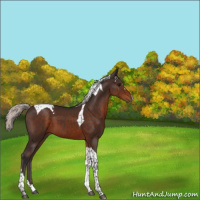 Horse Color:Silver Brown Tobiano 