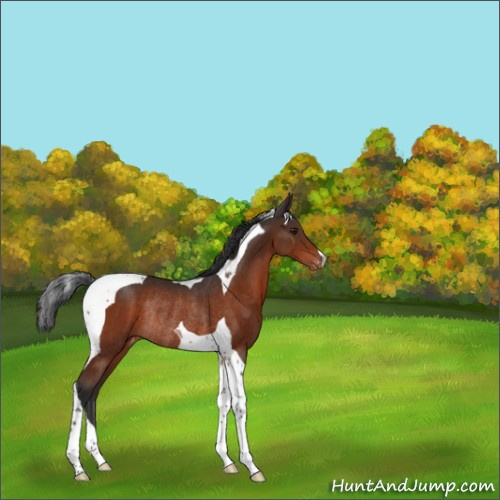 Horse Color:Brown Tobiano Appaloosa Rabicano 