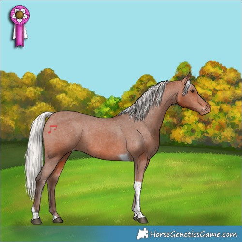 Horse Color:Silver Bay Tobiano Appaloosa Rabicano 