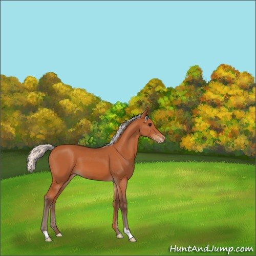 Horse Color:Silver Bay Appaloosa 