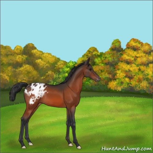 Horse Color:Brown Appaloosa Rabicano 