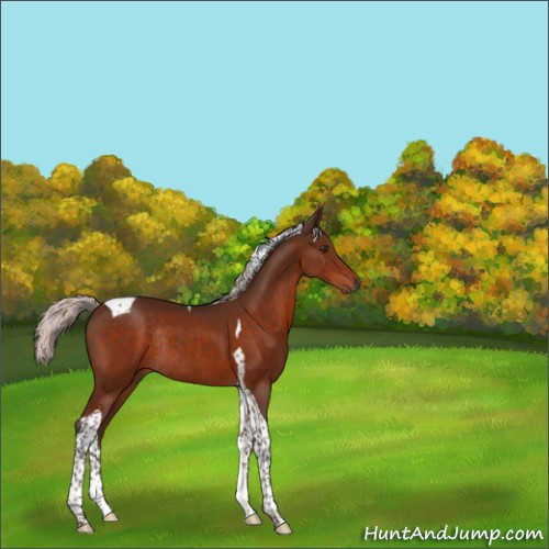 Horse Color:Silver Brown Tobiano Rabicano 