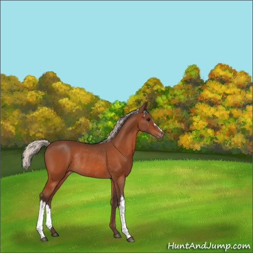 Horse Color:Silver Bay Appaloosa Rabicano 